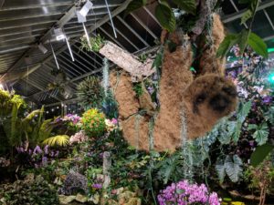 The Sloth at the Orchids at Kew